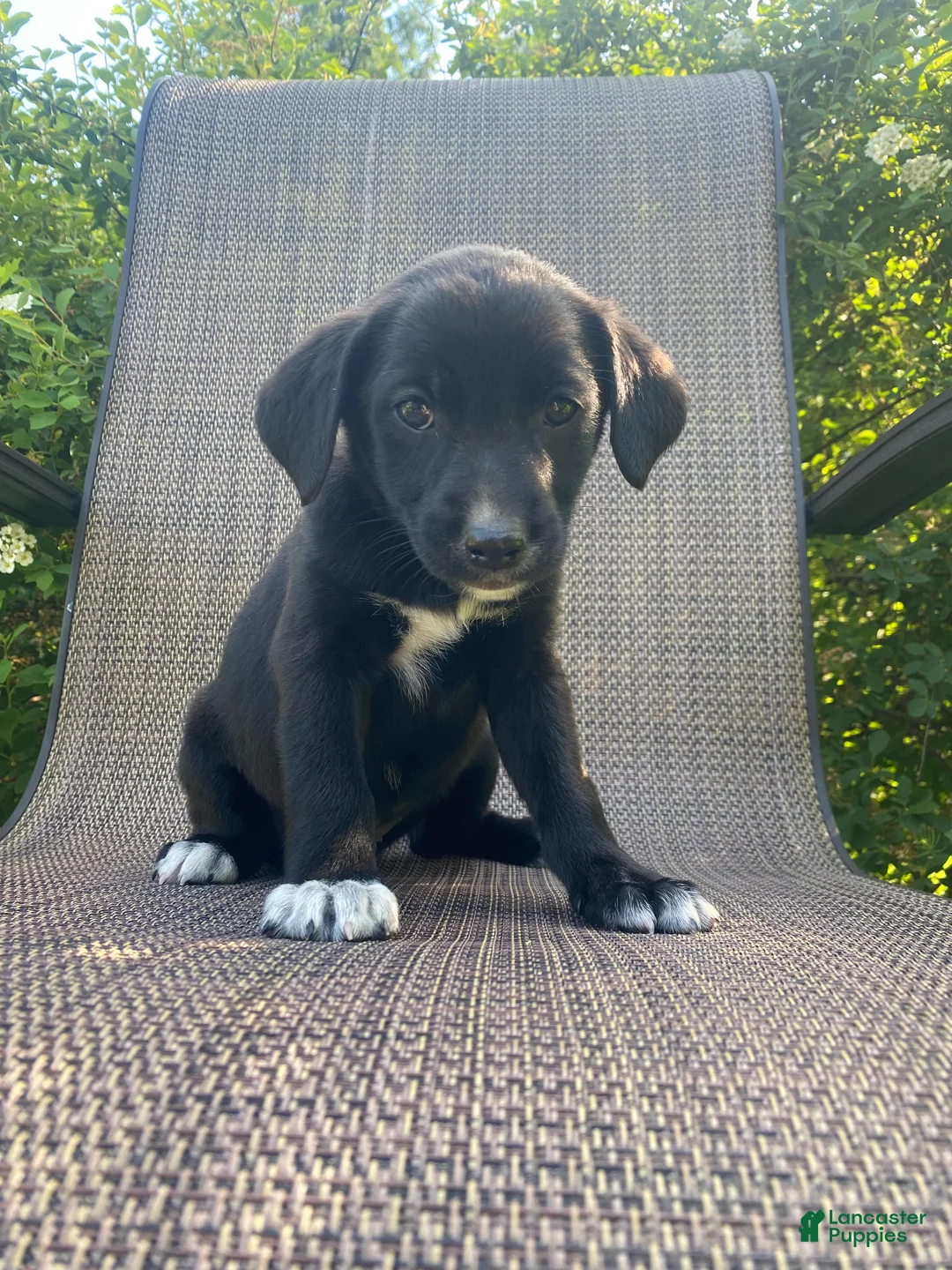 Mixed Breed dogs for sale: Penny - Ad 6
