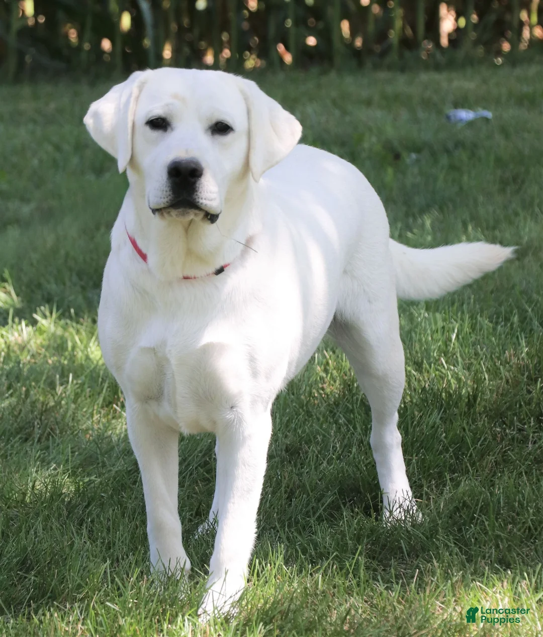 Labrador Retriever dogs for sale: Brooke - Ad 6