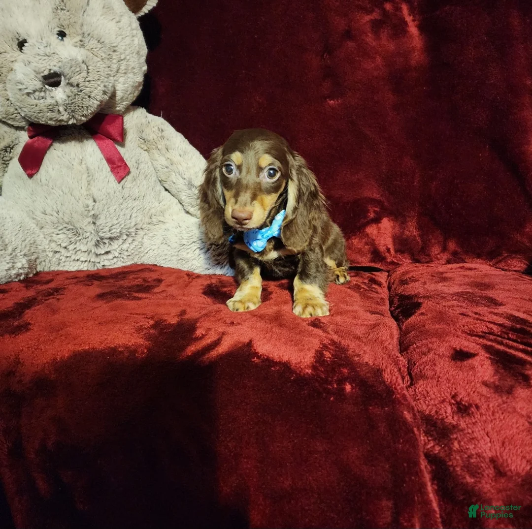 Miniature Dachshund dogs for sale: SNICKERS - Ad 2