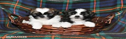 Shih Tzu dogs for sale: Fern - Ad 5