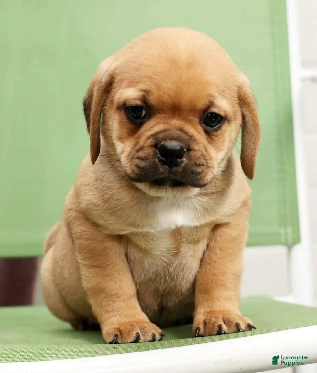 Puggle dogs for sale: Max - Ad 7