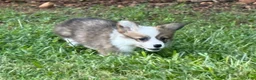 Welsh Corgi Pembroke dogs for sale: Fluffy Sable - Ad 12