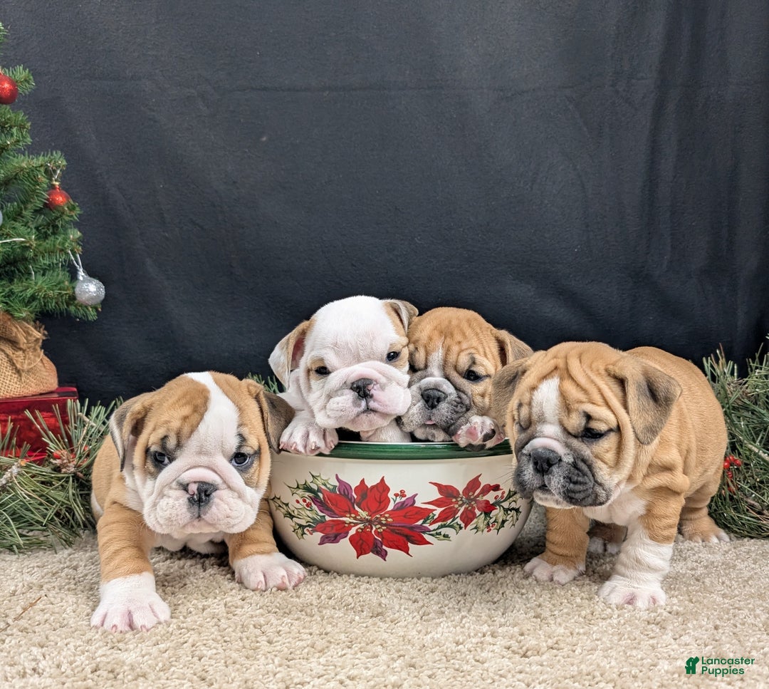 English Bulldog dogs for sale: Holly  - Ad 12