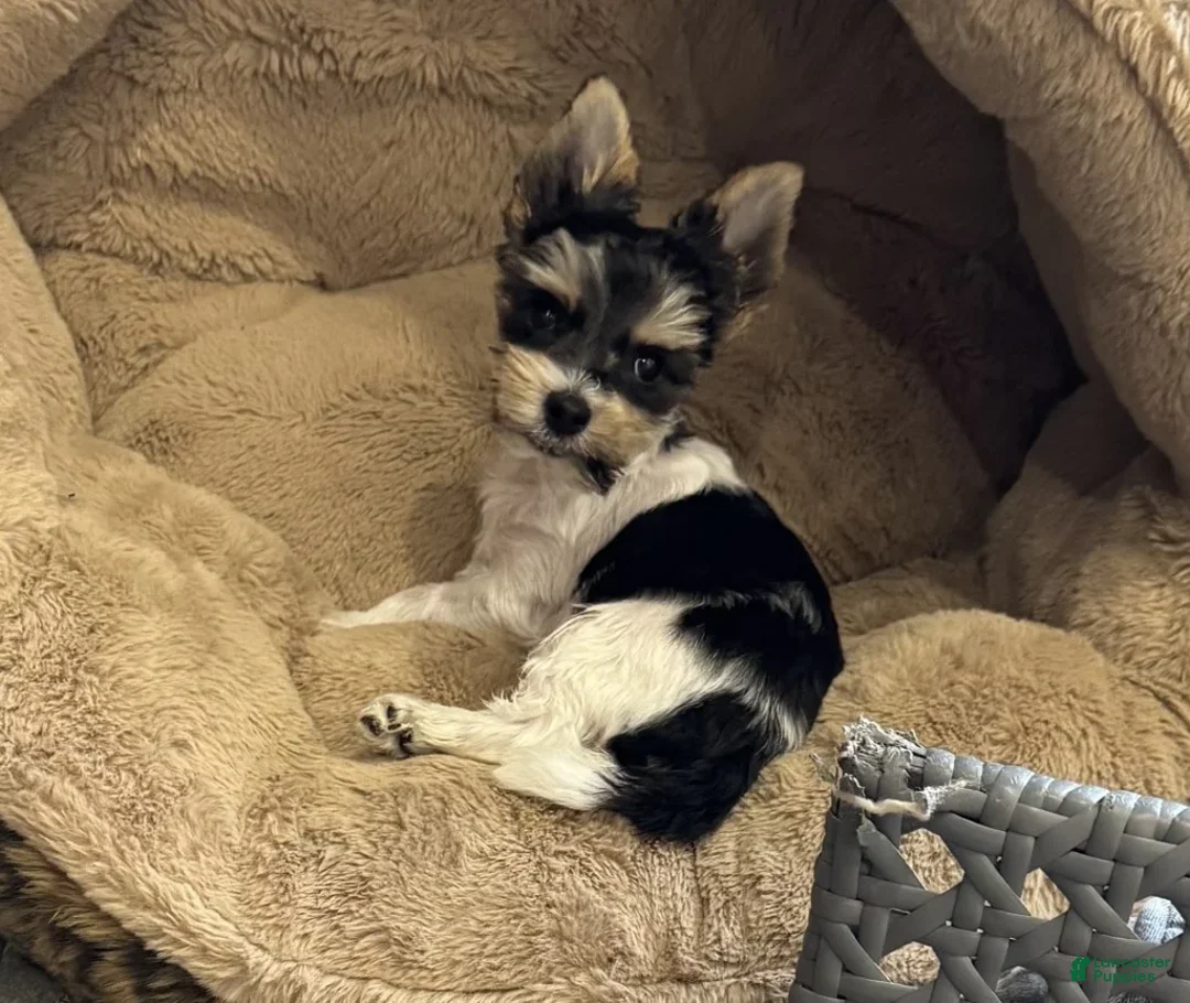 Yorkshire Terrier dogs for sale: Poppy - Ad 5