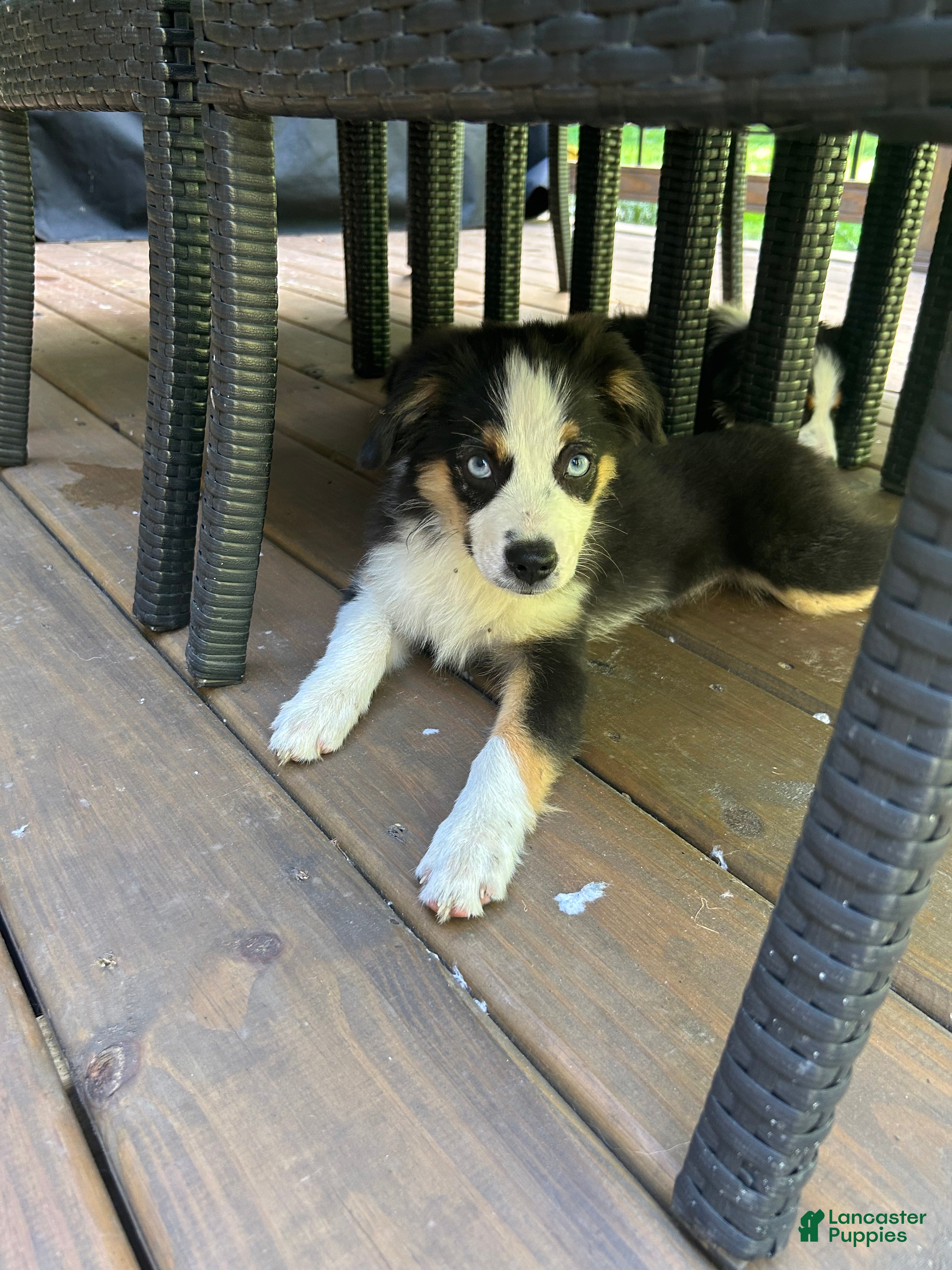 Miniature Australian Shepherd dogs Sage - Ad 1