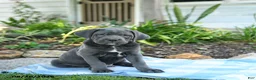 Cane Corso dogs for sale: Walter - Ad 3