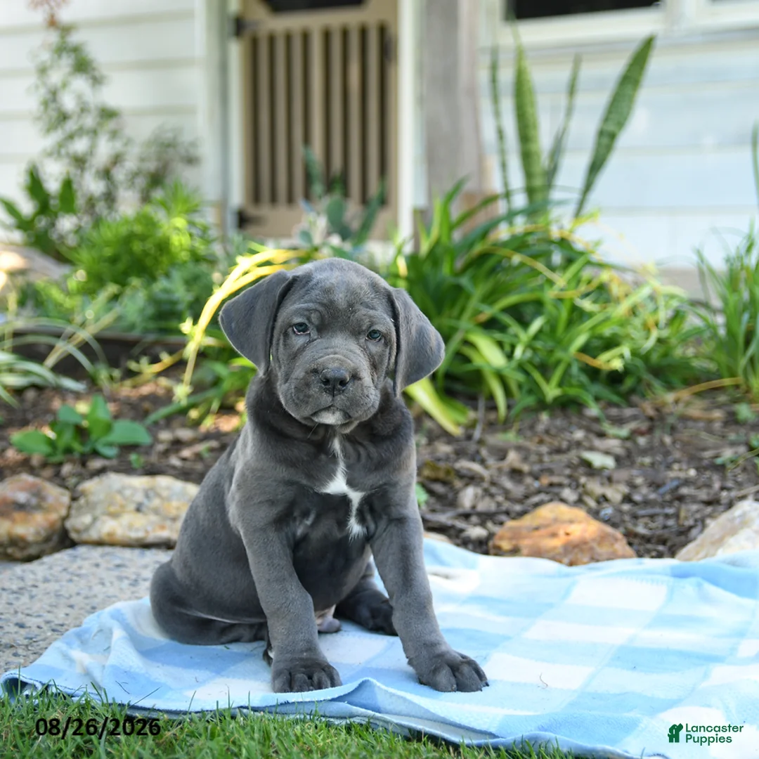 Cane Corso dogs for sale: Walter - Ad 3