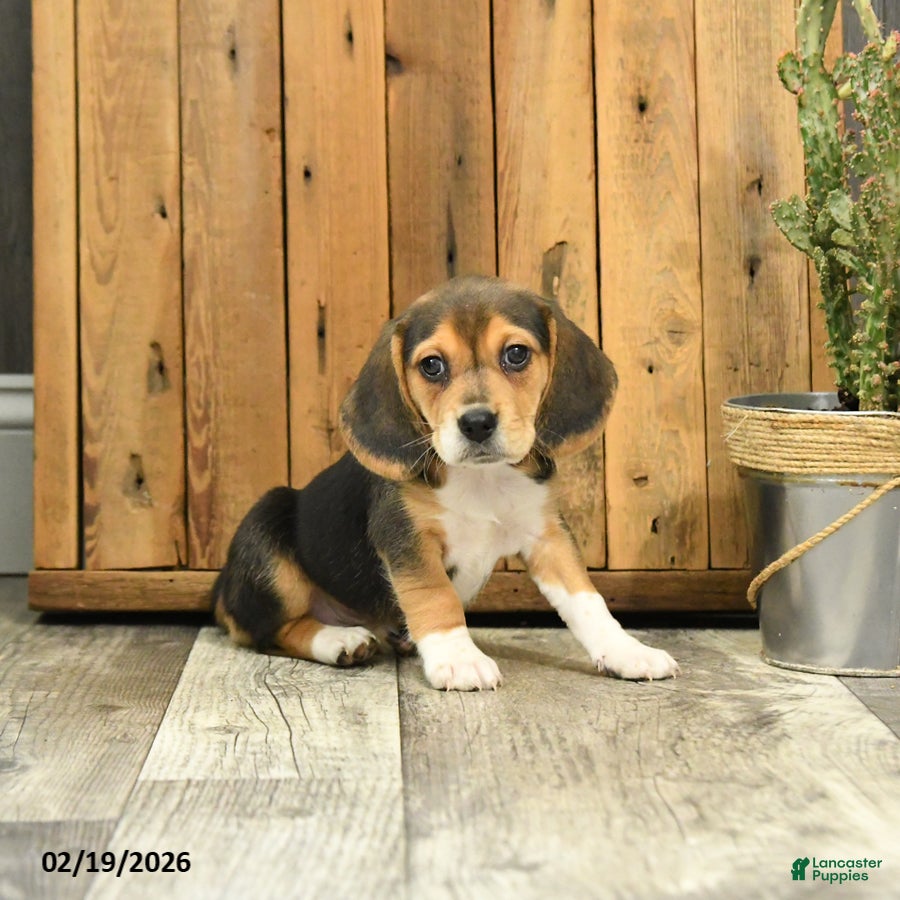 Beagle dogs Missy - Ad 2
