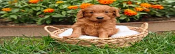 Goldendoodle dogs for sale: Copper - Ad 5