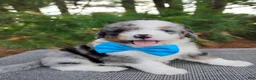 Bernedoodle dogs for sale: Damian - Ad 5