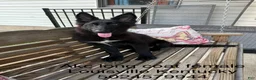 German Shepherd dogs for sale: Aurora  - Ad 1
