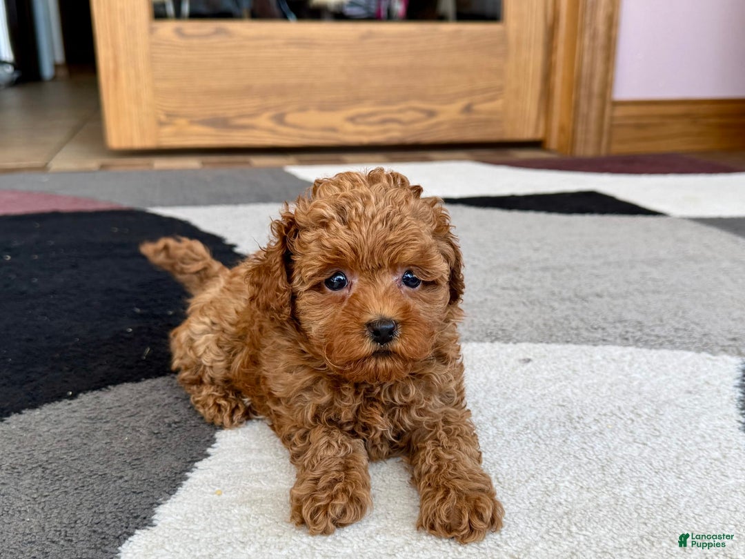 Maltipoo dogs for sale: Shanna - Ad 8