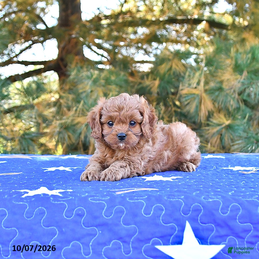Cavapoo dogs Bella   - Ad 2