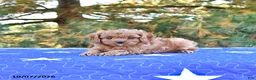 Cavapoo dogs for sale: Bella   - Ad 2