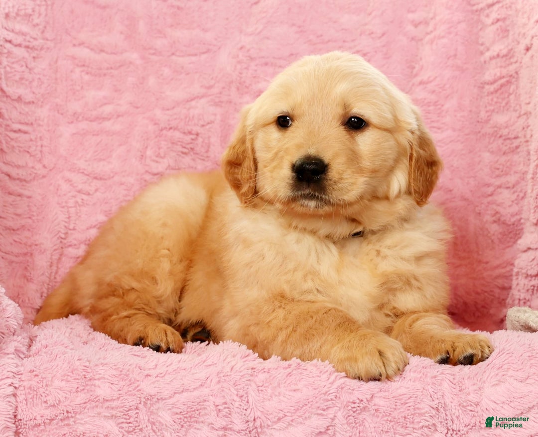 Golden Retriever dogs for sale: Banjo - Ad 8