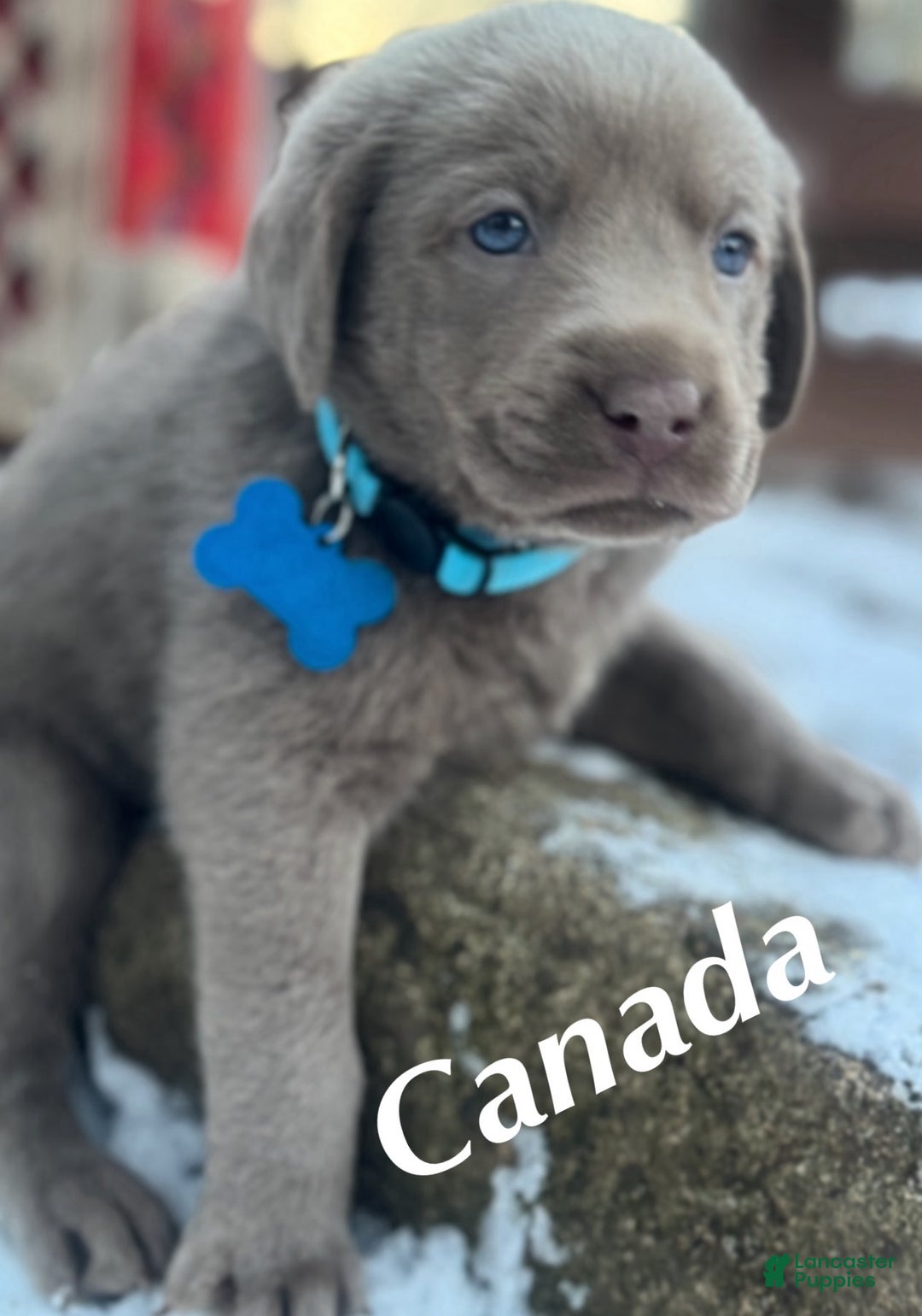 Labrador Retriever dogs for sale: Labrador Retriever Puppy 1 - Ad 1