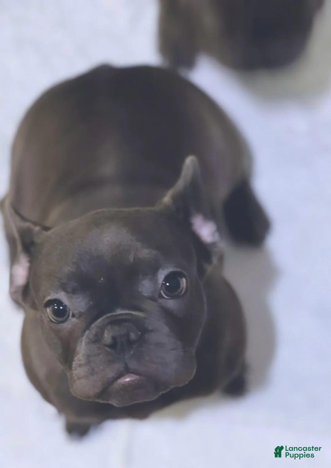 French Bulldog dogs for sale: French Bulldog Puppy 1 - Ad 1