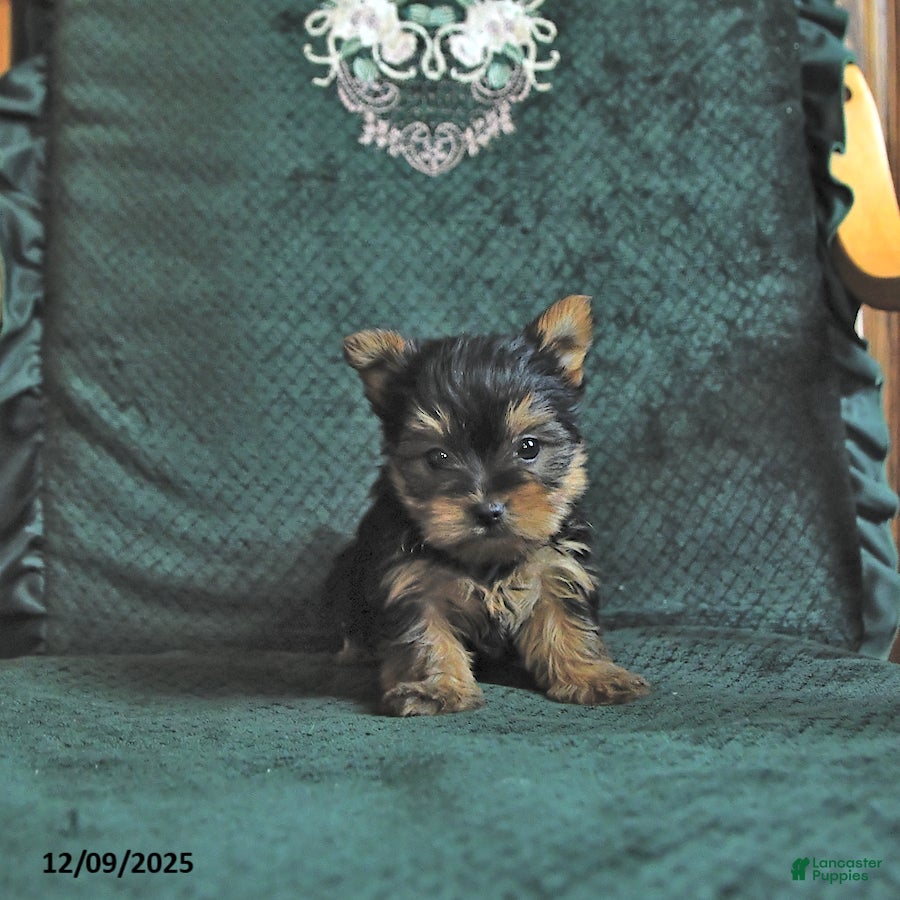 Yorkshire Terrier dogs Lacy - Ad 10