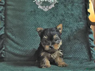 Yorkshire Terrier dogs Lacy - Ad 31