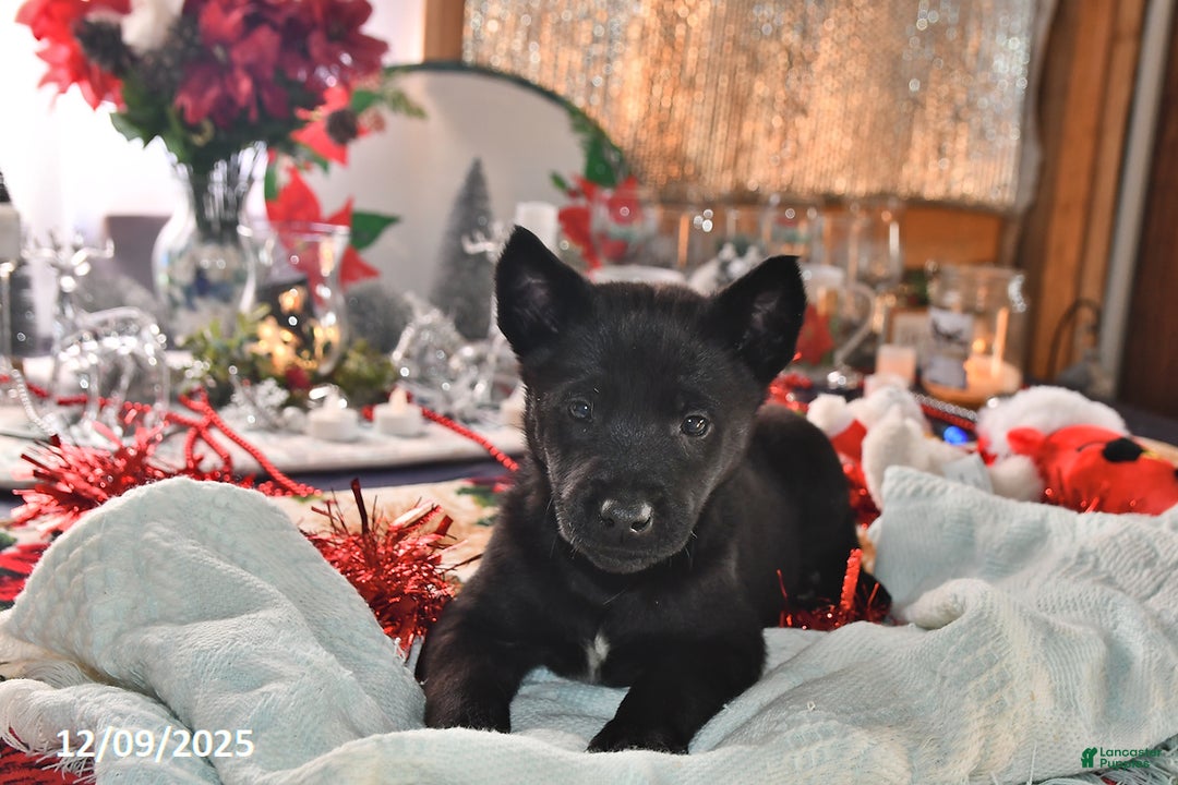 Belgian Malinois dogs for sale: Zeus - Ad 3