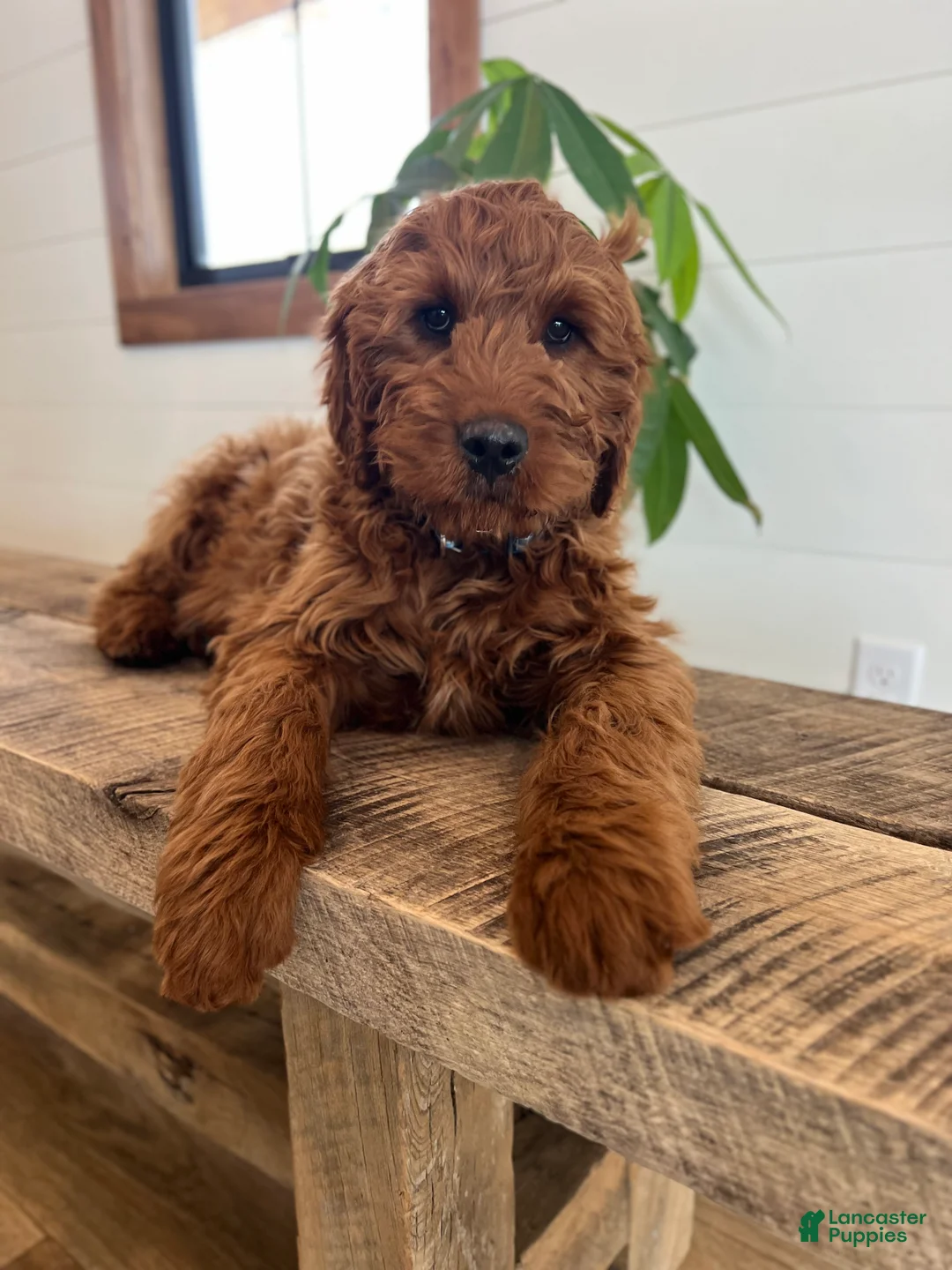 Irish Doodle dogs for sale: Copper - Ad 3
