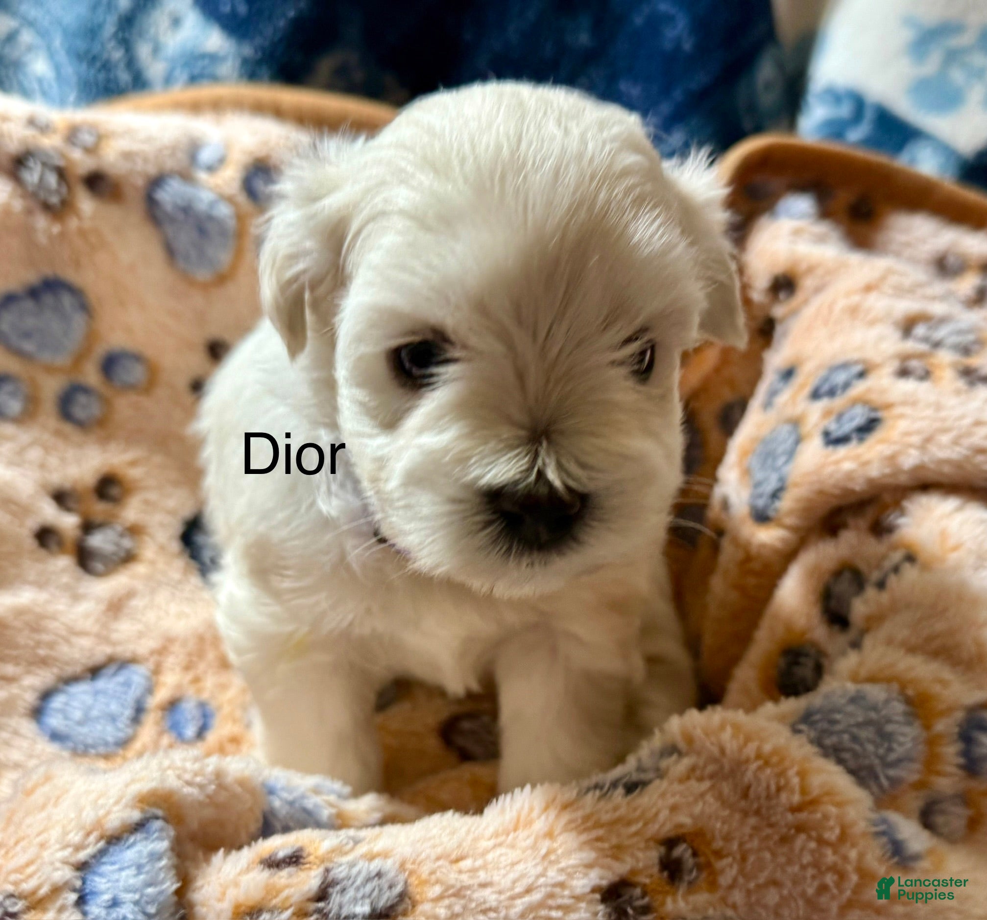 Miniature Schnauzer dogs for sale: Dior - Ad 2