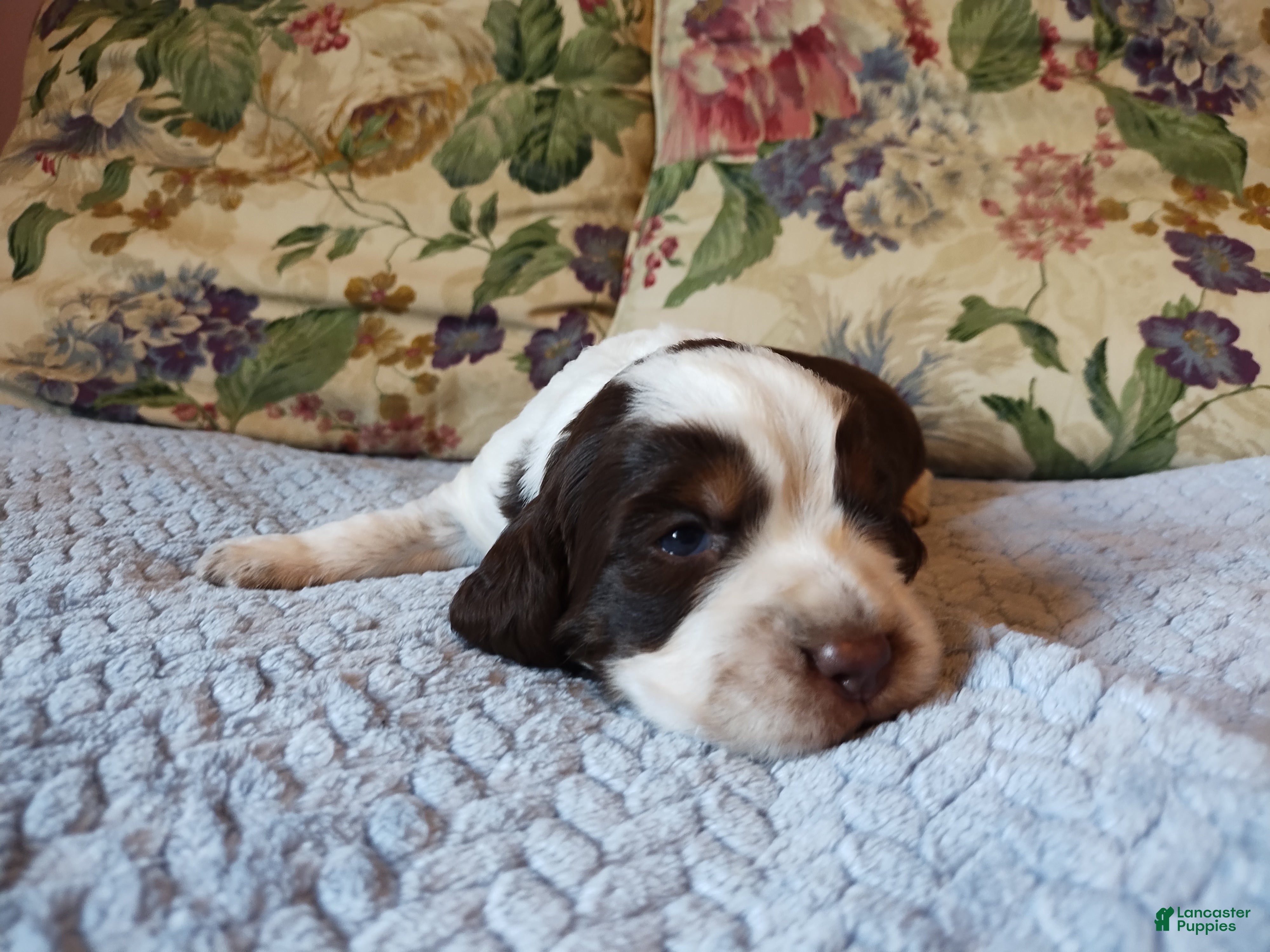 English Springer Spaniel dogs Mister Nat - Ad 10