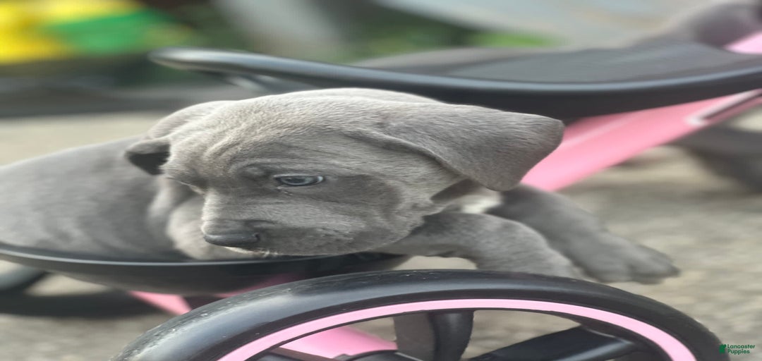 Gallery Image {{count}}