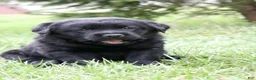 Labrador Retriever dogs for sale: Rose - Ad 2