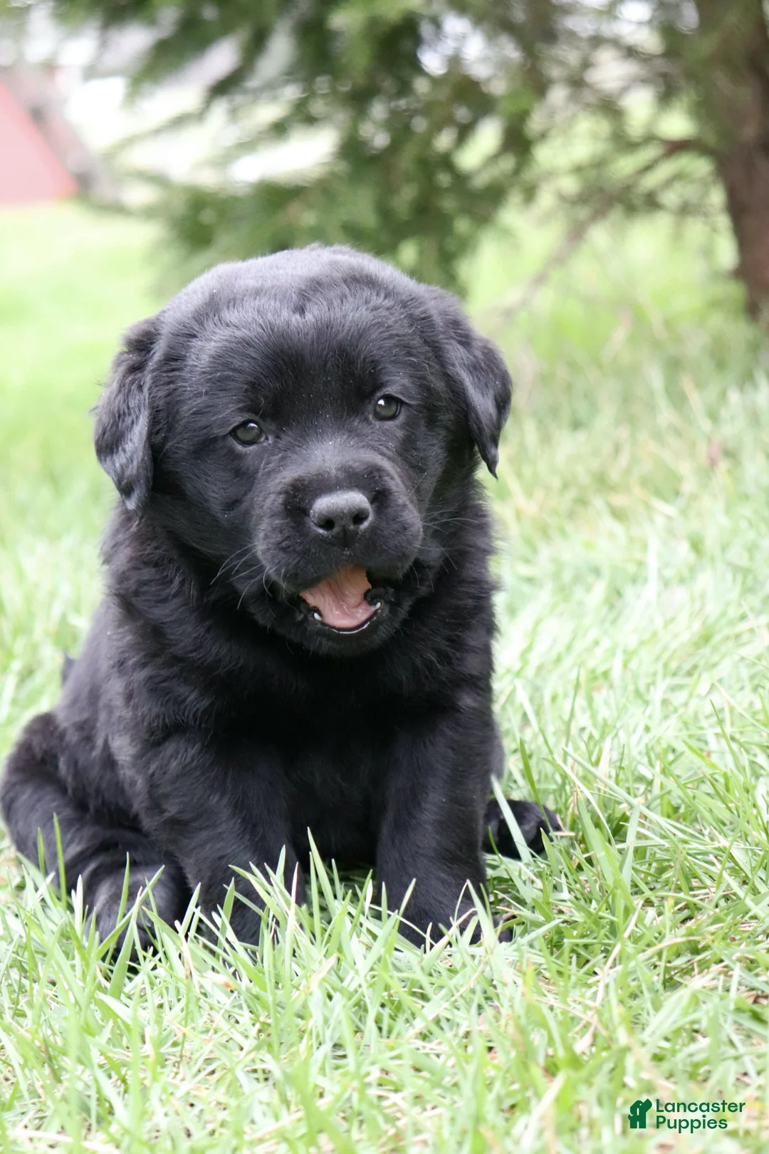 Labrador Retriever dogs for sale: Rose - Ad 2
