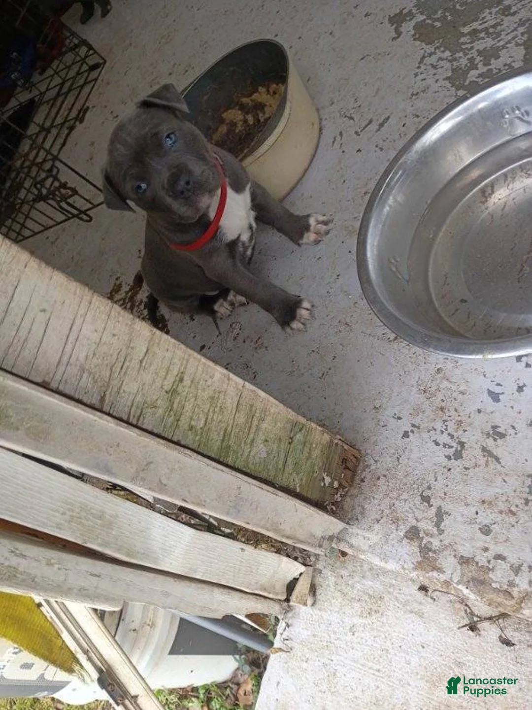 American Bully dogs for sale: American Bully Puppy 2 - Ad 5