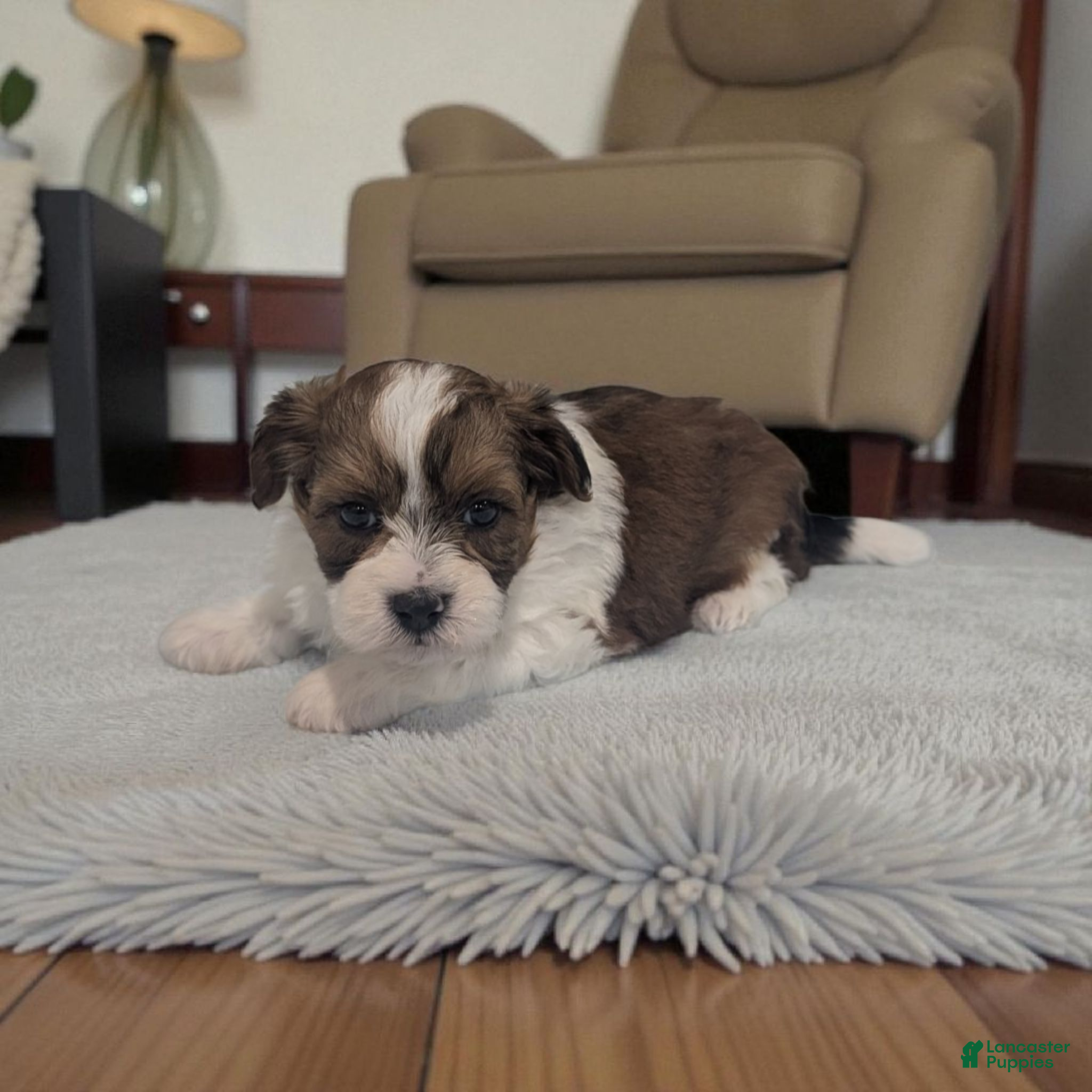 Shihpoo dogs Alex - Ad 24