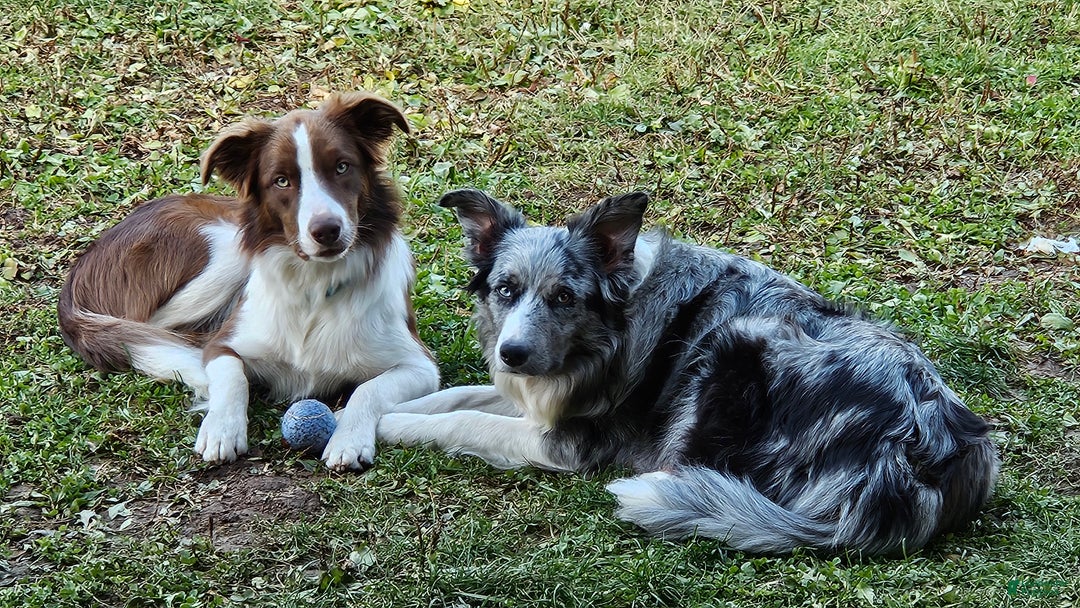 Border Collie dogs for sale: Border Collie Puppy 1 - Red - Ad 31
