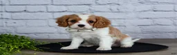 Cavalier King Charles Spaniel dogs for sale: Loyal - Ad 3