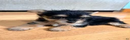 Morkie dogs for sale: Bolt - Ad 5