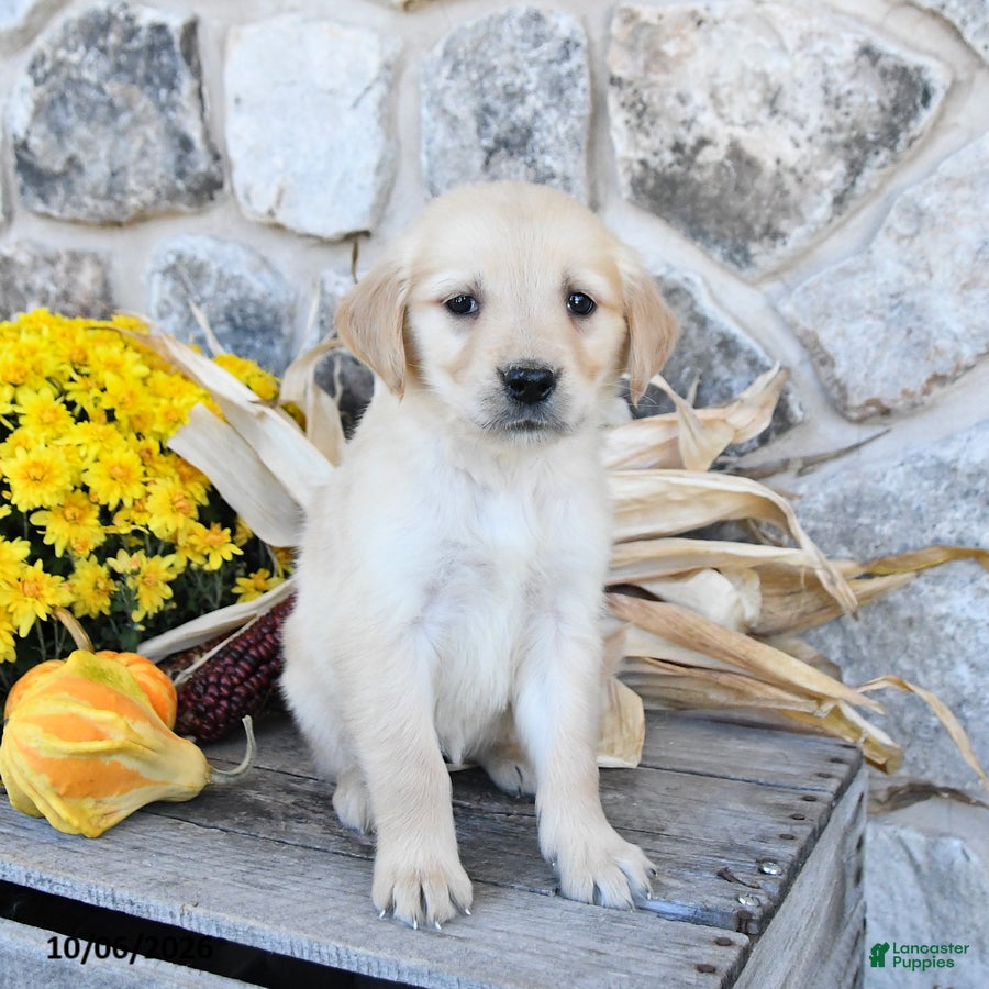 Golden Retriever dogs Dolly - Ad 2
