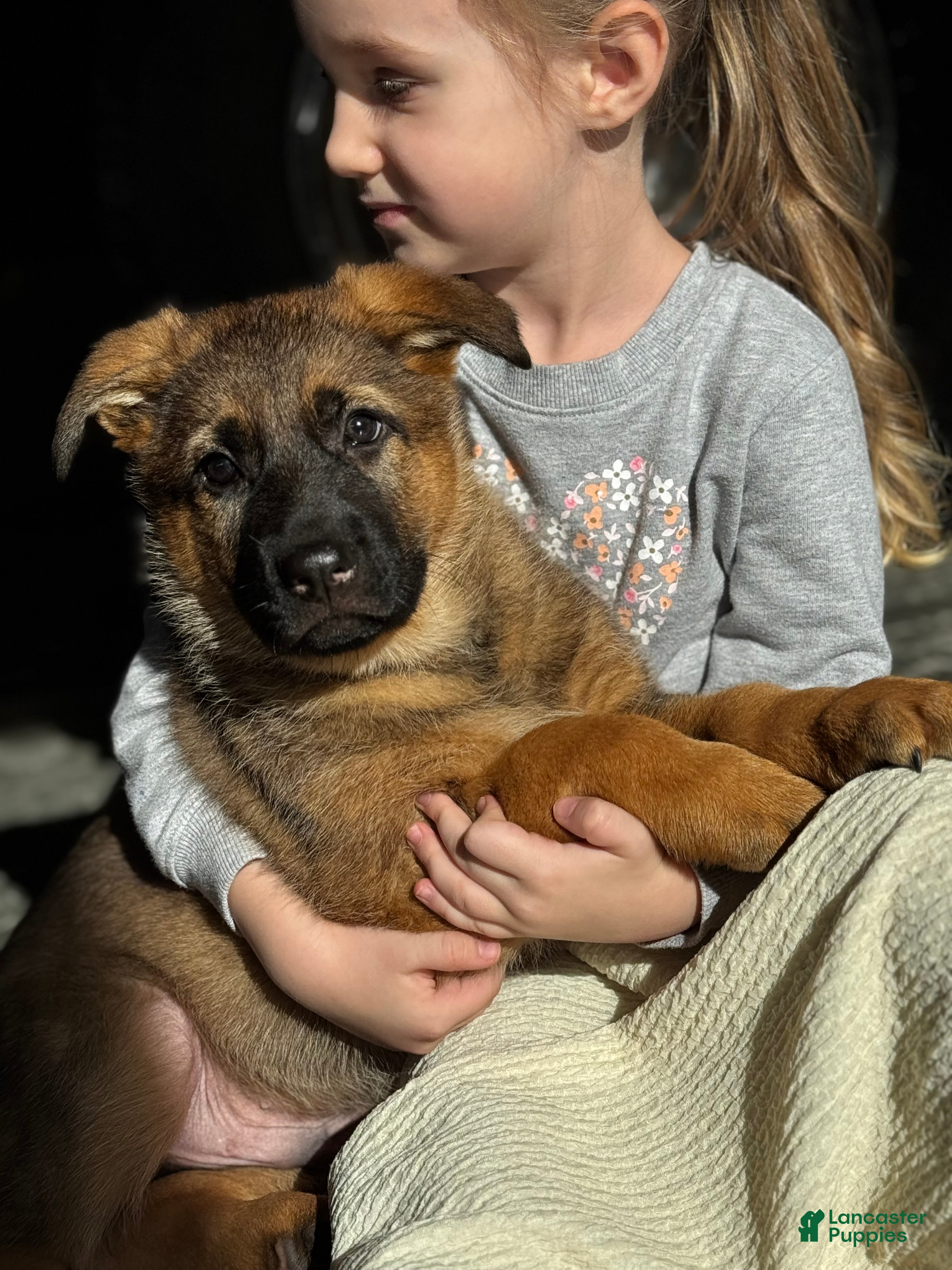 German Shepherd dogs Denver - Ad 5