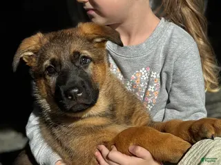 German Shepherd dogs Denver - Ad 5