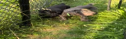 Cane Corso dogs for sale: Ghost - Ad 1