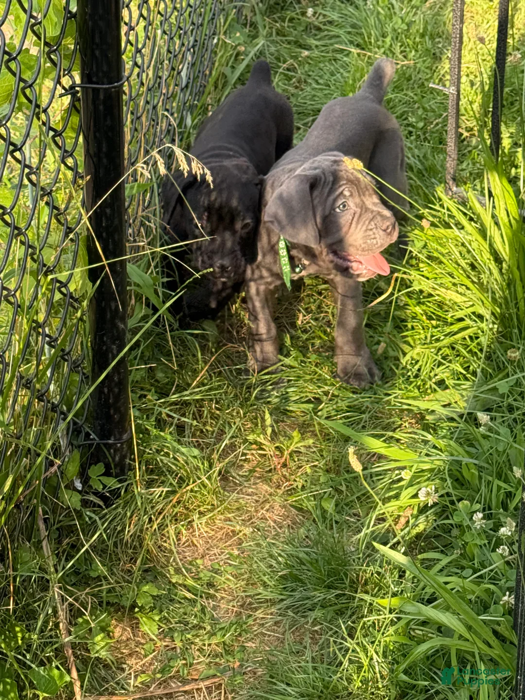 Cane Corso dogs for sale: Ghost - Ad 1