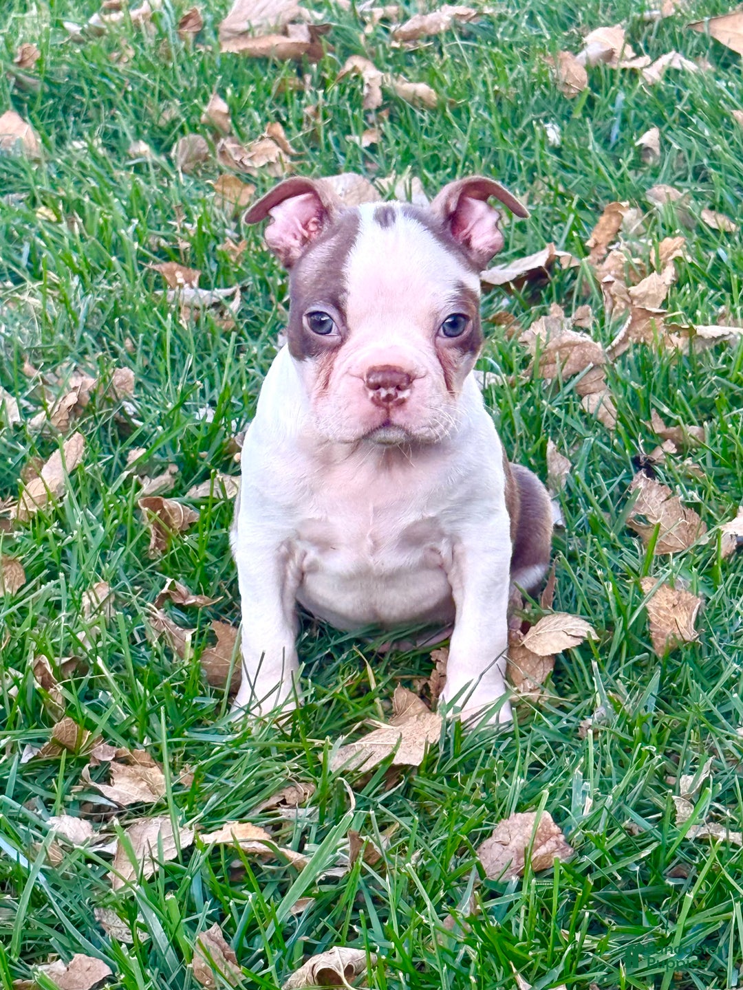 Boston Terrier dogs for sale: Boston Terrier Puppy 1 - Ad 4