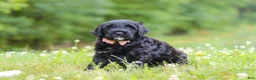 Portuguese Water Dog dogs for sale: Reese - Ad 5
