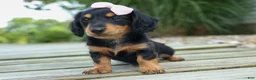 Miniature Dachshund dogs for sale: Tessa 💞 - Ad 3