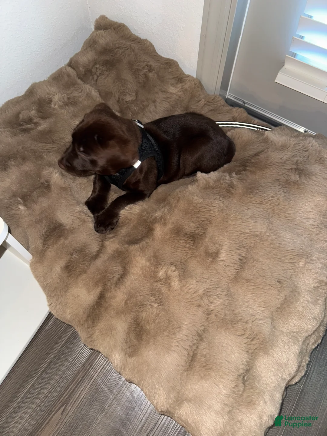 Labrador Retriever dogs for sale: Labrador Retriever Puppy 2 - Ad 7