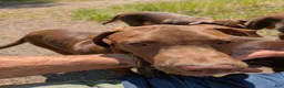 Mixed Breed dogs for sale: Miran - Ad 3