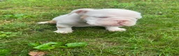 English Bulldog dogs for sale: Dexter - Ad 12