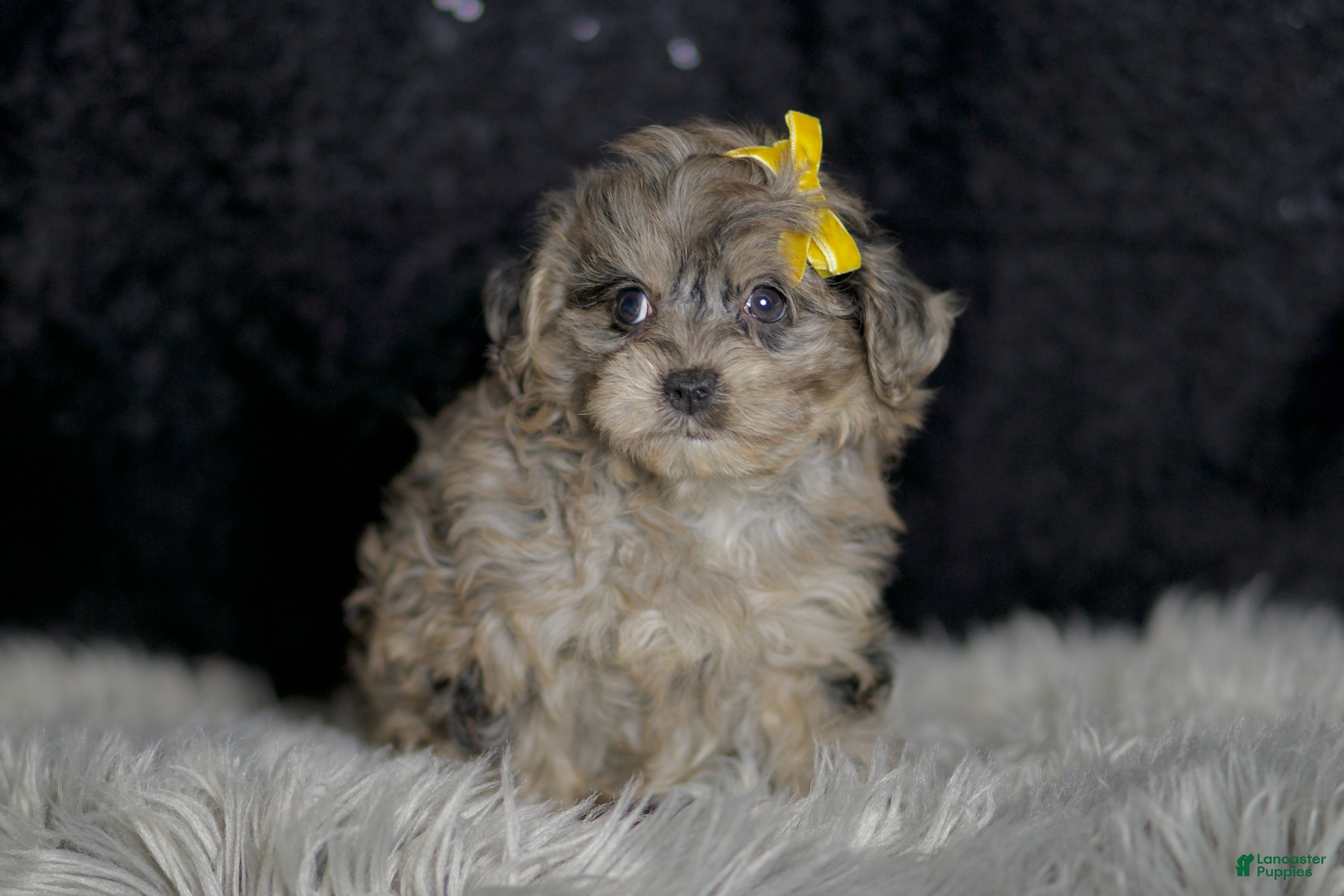 Yorkiepoo dogs Flower - Ad 39