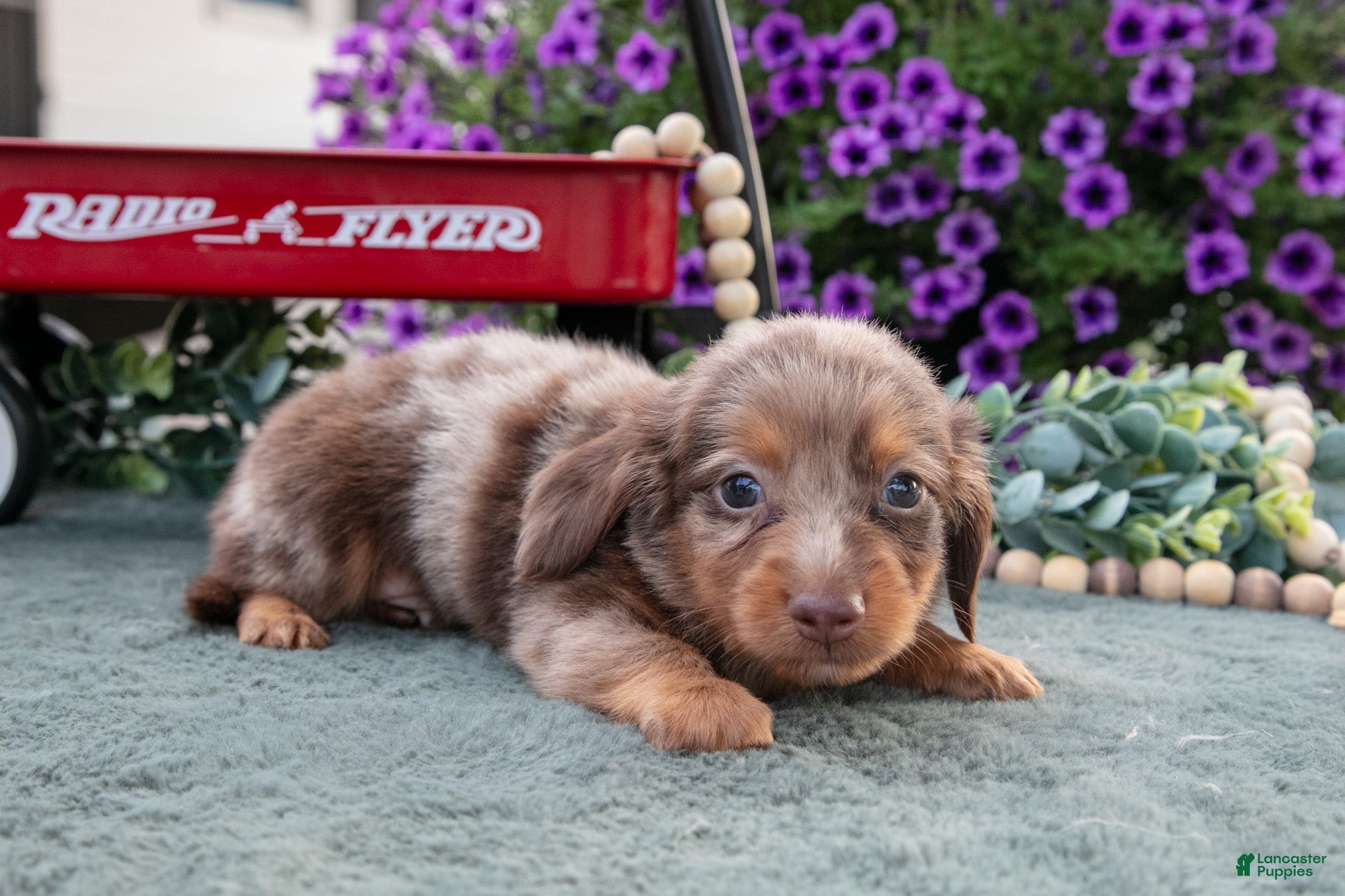 Miniature Dachshund dogs Chipper - Ad 2