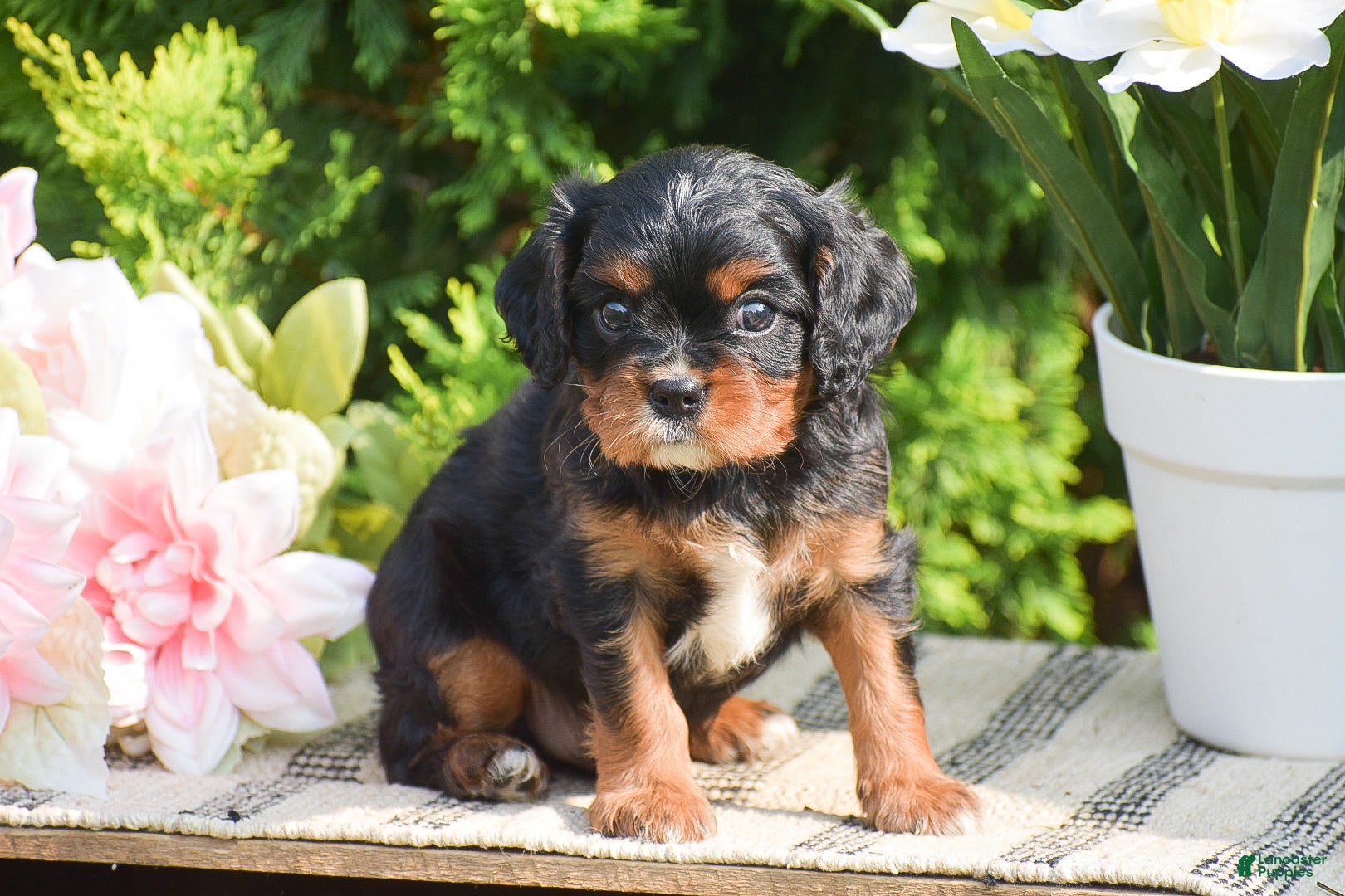 Cavalier King Charles Spaniel dogs Scott - Ad 2