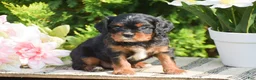Cavalier King Charles Spaniel dogs for sale: Scott - Ad 2
